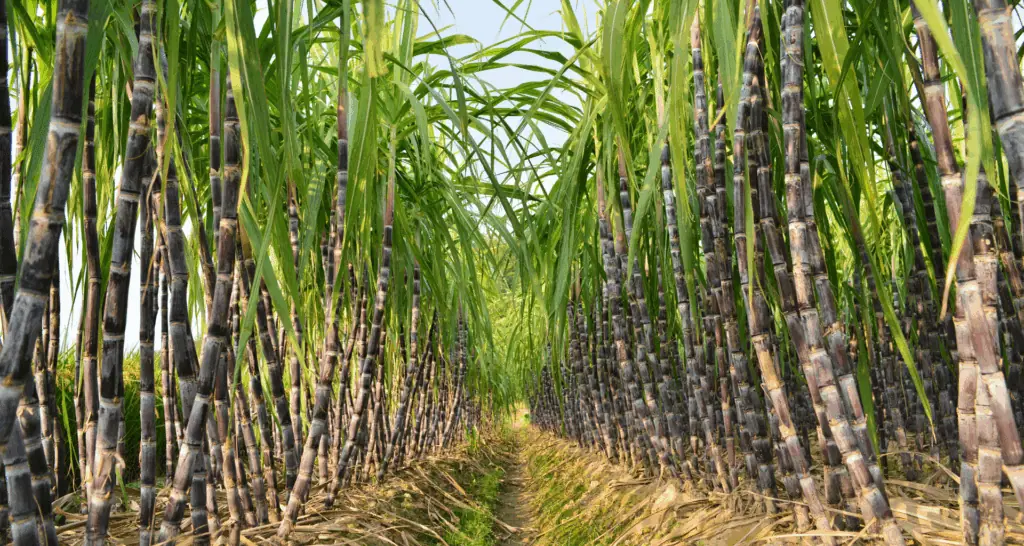 Controle de Plantadoras de Cana: Como os Sensores de Rotação Garantem Precisão na Aplicação