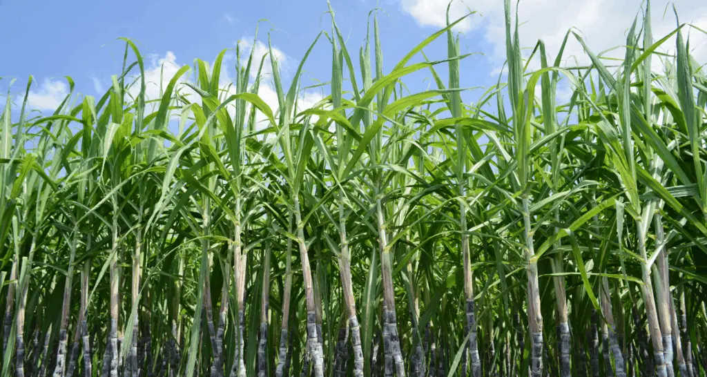 Controle de Plantadoras de Cana: Como os Sensores de Rotação Garantem a Eficiência no Plantio